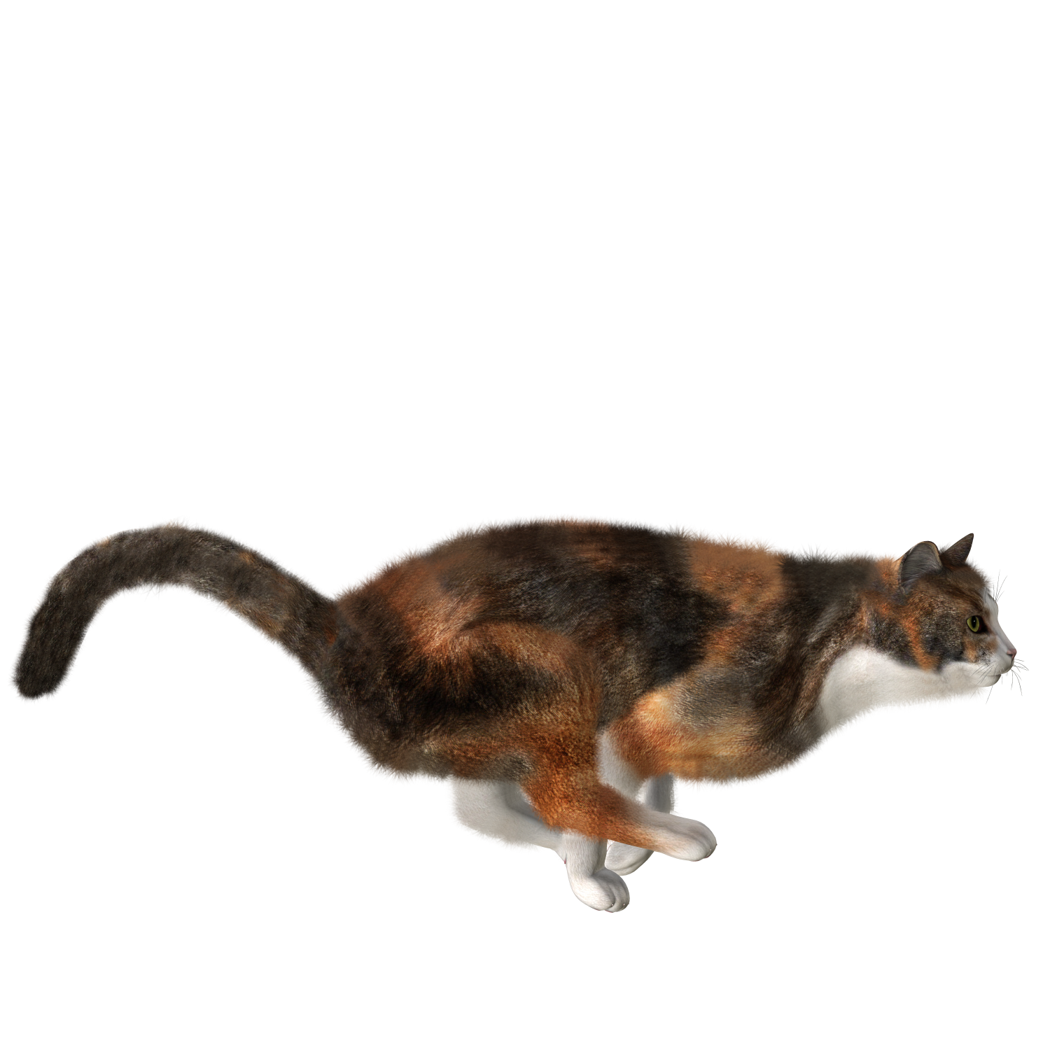 Cute Kitten Free Download PNG HD Transparent PNG Image