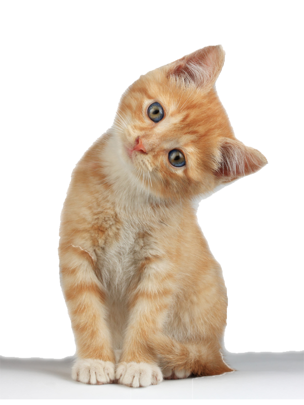 Cute Kitten Free HQ Image Transparent PNG Image