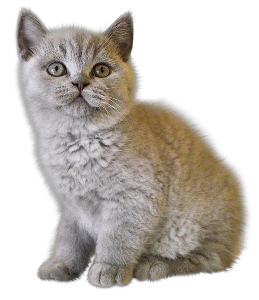 Photos Domestic Kitten Free HD Image Transparent PNG Image