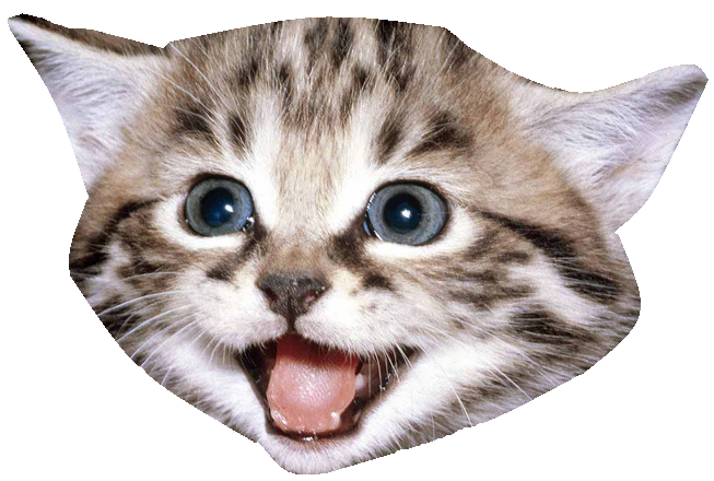 Picture Domestic Kitten Free Transparent Image HQ Transparent PNG Image