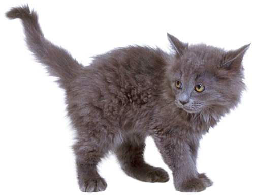 Domestic Kitten HD Image Free Transparent PNG Image