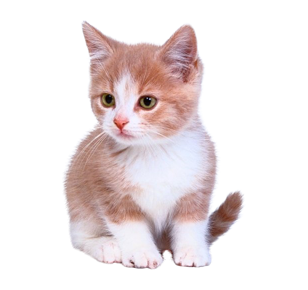 Domestic Kitten Download HQ Transparent PNG Image