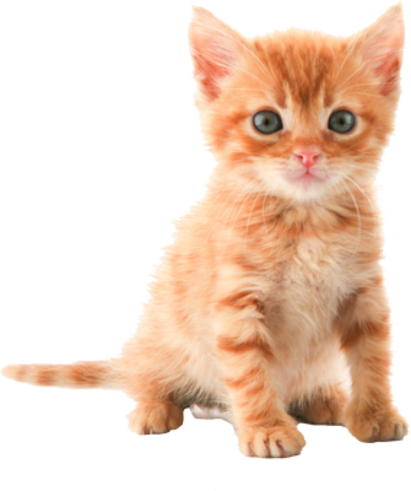 Domestic Kitten Free Download PNG HQ Transparent PNG Image