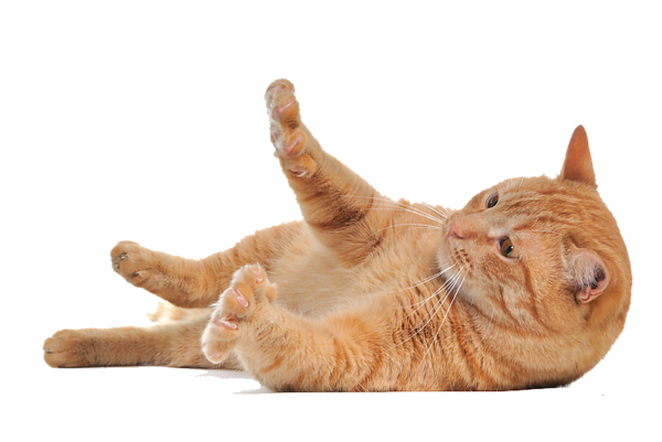 Kitten Download HQ Transparent PNG Image