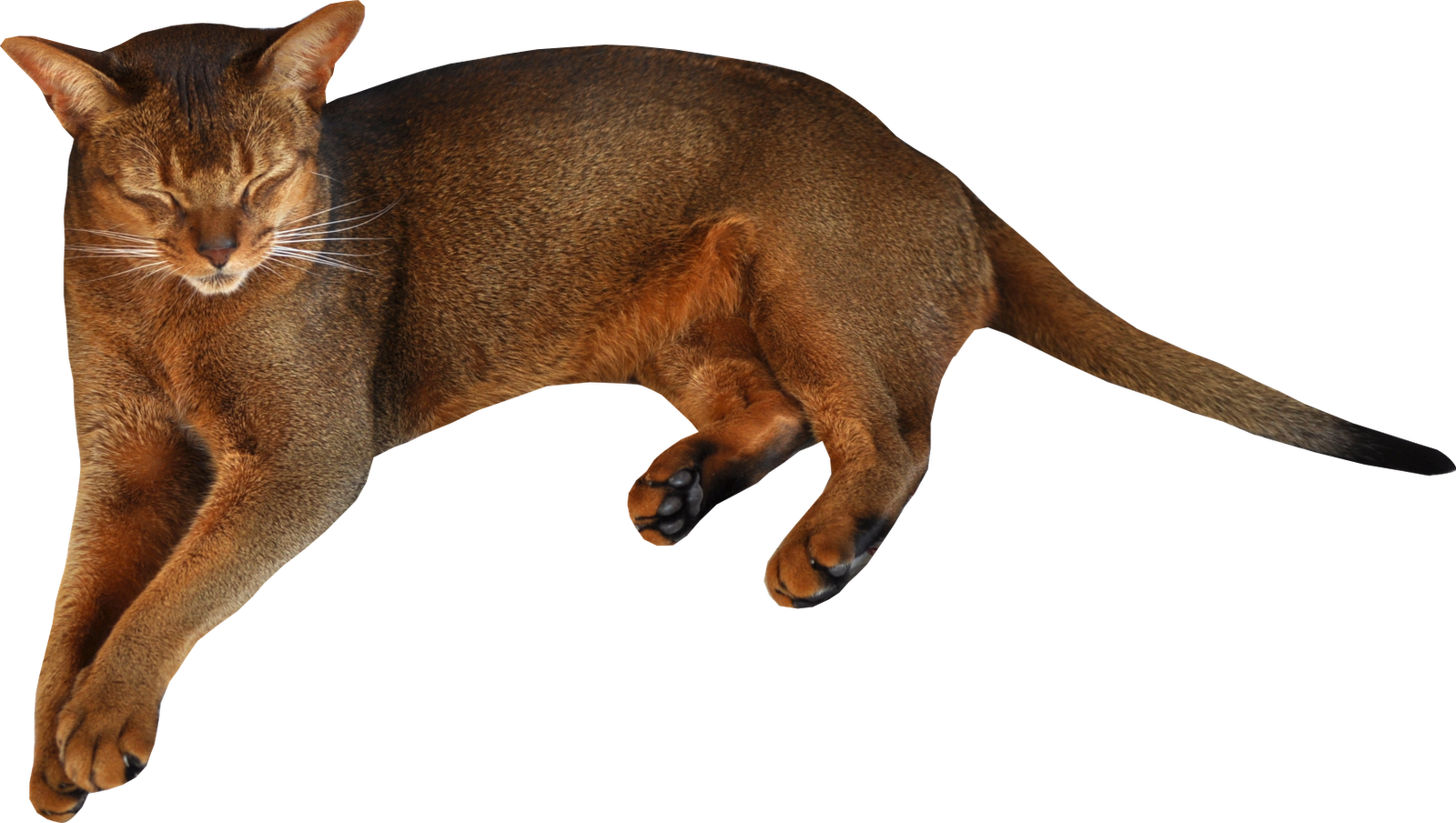 Kitten PNG Image High Quality Transparent PNG Image