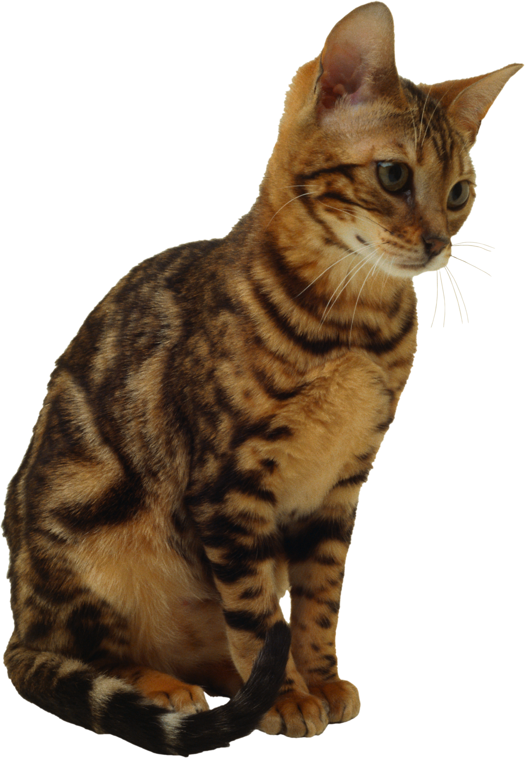 Pic Kitten Free Download PNG HQ Transparent PNG Image