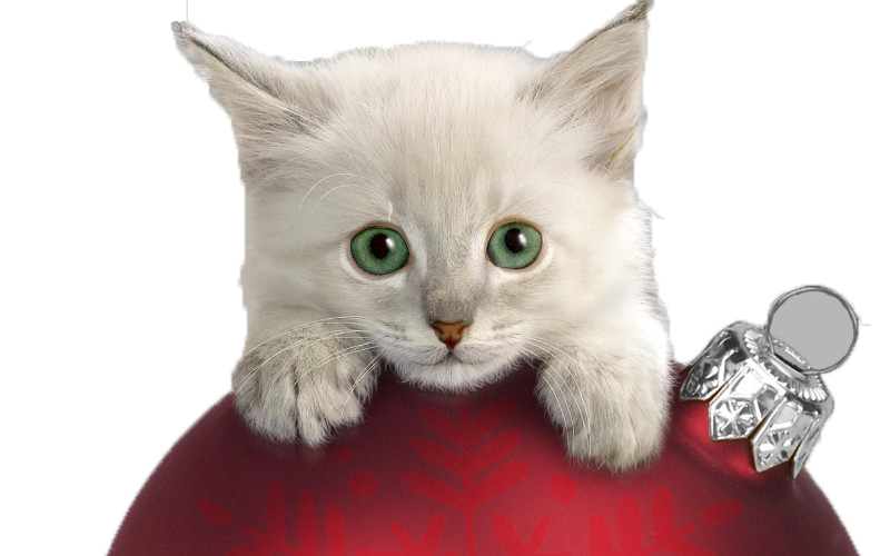 Little Kitten Free PNG HQ Transparent PNG Image