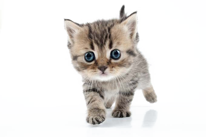 Little Kitten Free Download Image Transparent PNG Image