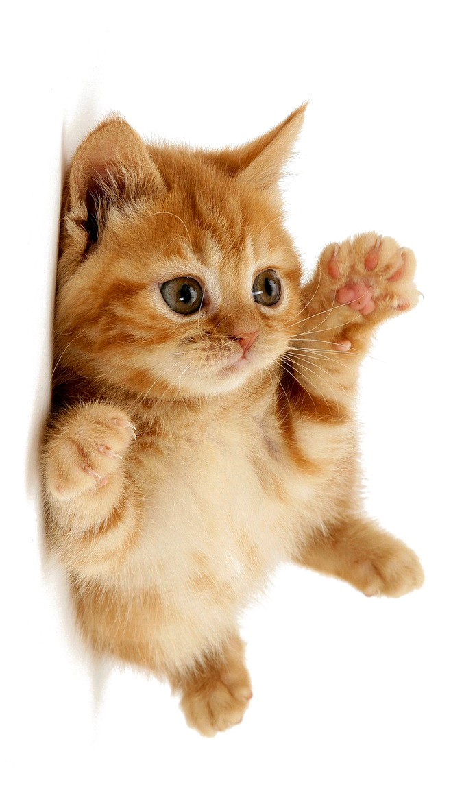 Little Pic Kitten Free Transparent Image HD Transparent PNG Image