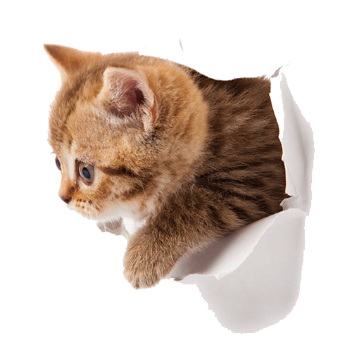 Little Kitten HQ Image Free Transparent PNG Image