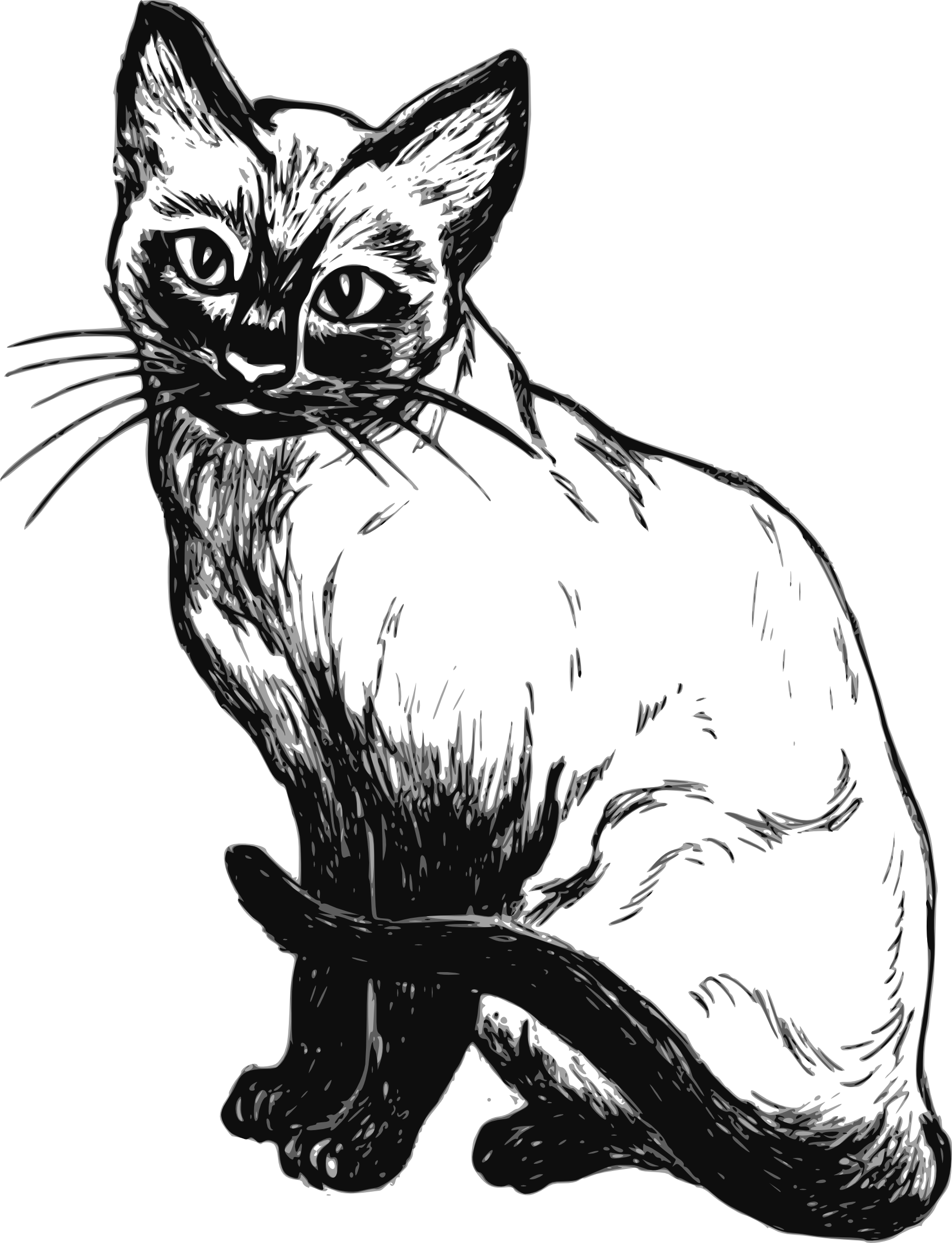 Photos Vector Kitten PNG Free Photo Transparent PNG Image