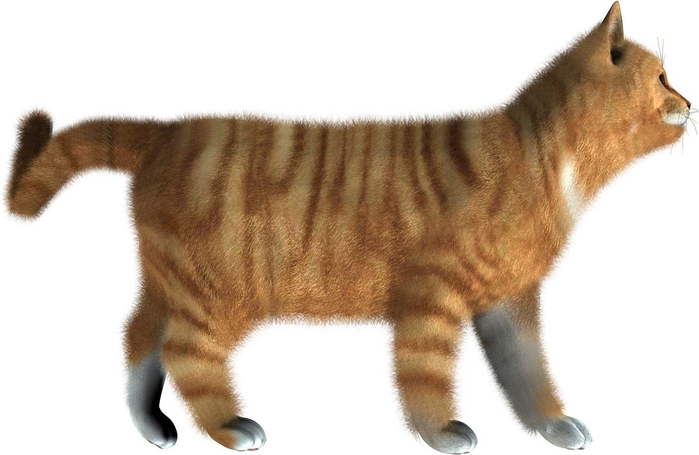 Vector Kitten HD Image Free Transparent PNG Image