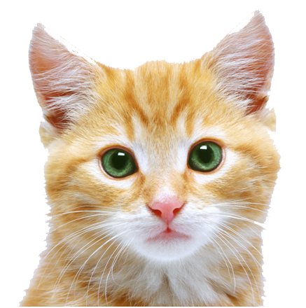 Kitten Free Download Png Transparent PNG Image