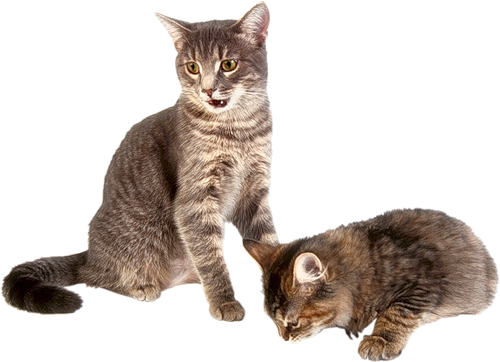 Kitten Transparent Background Transparent PNG Image