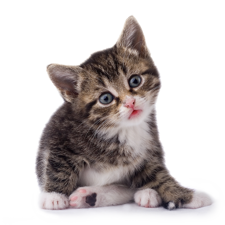 Kitten Transparent Image Transparent PNG Image