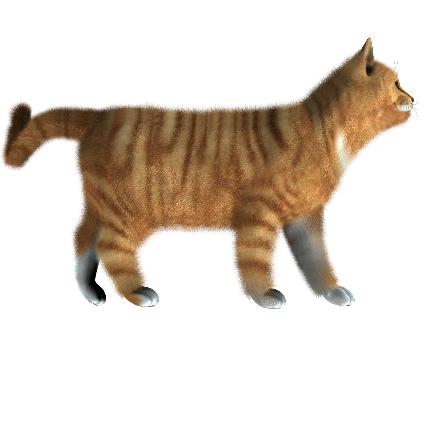 Kitten Transparent PNG Image