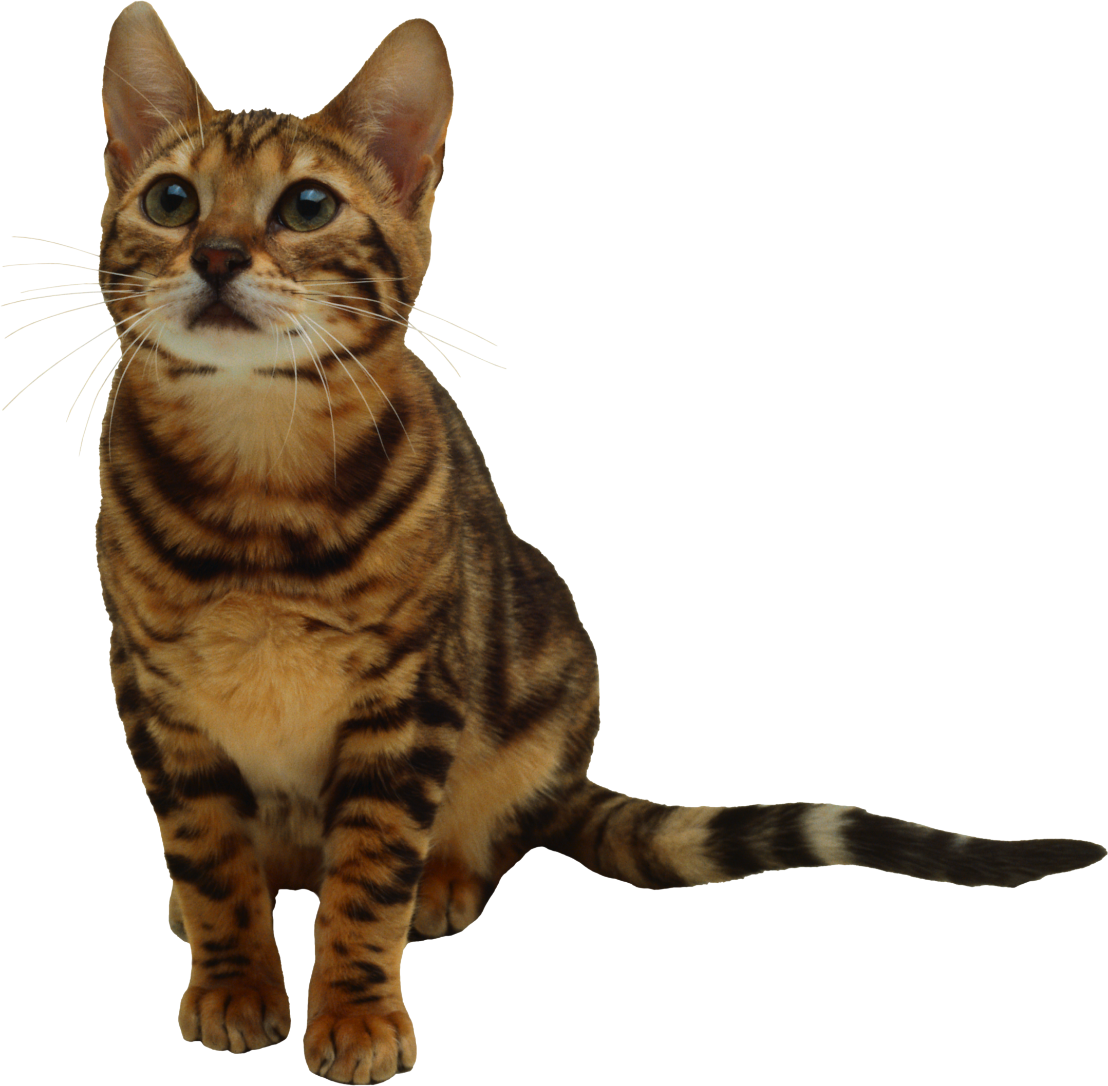 Kitten Transparent Transparent PNG Image