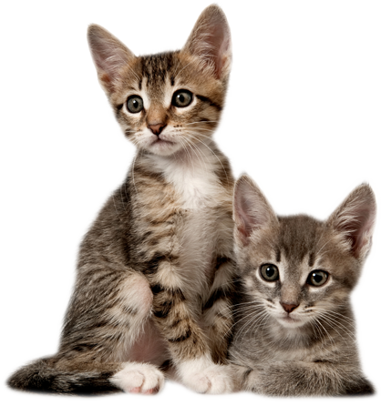 Kitten Picture Transparent PNG Image