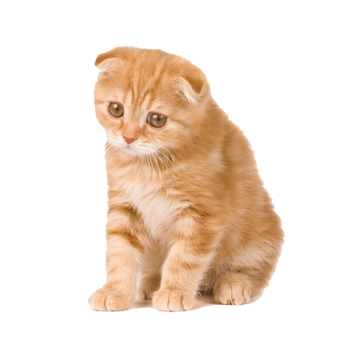 Kitten Png Clipart Transparent PNG Image