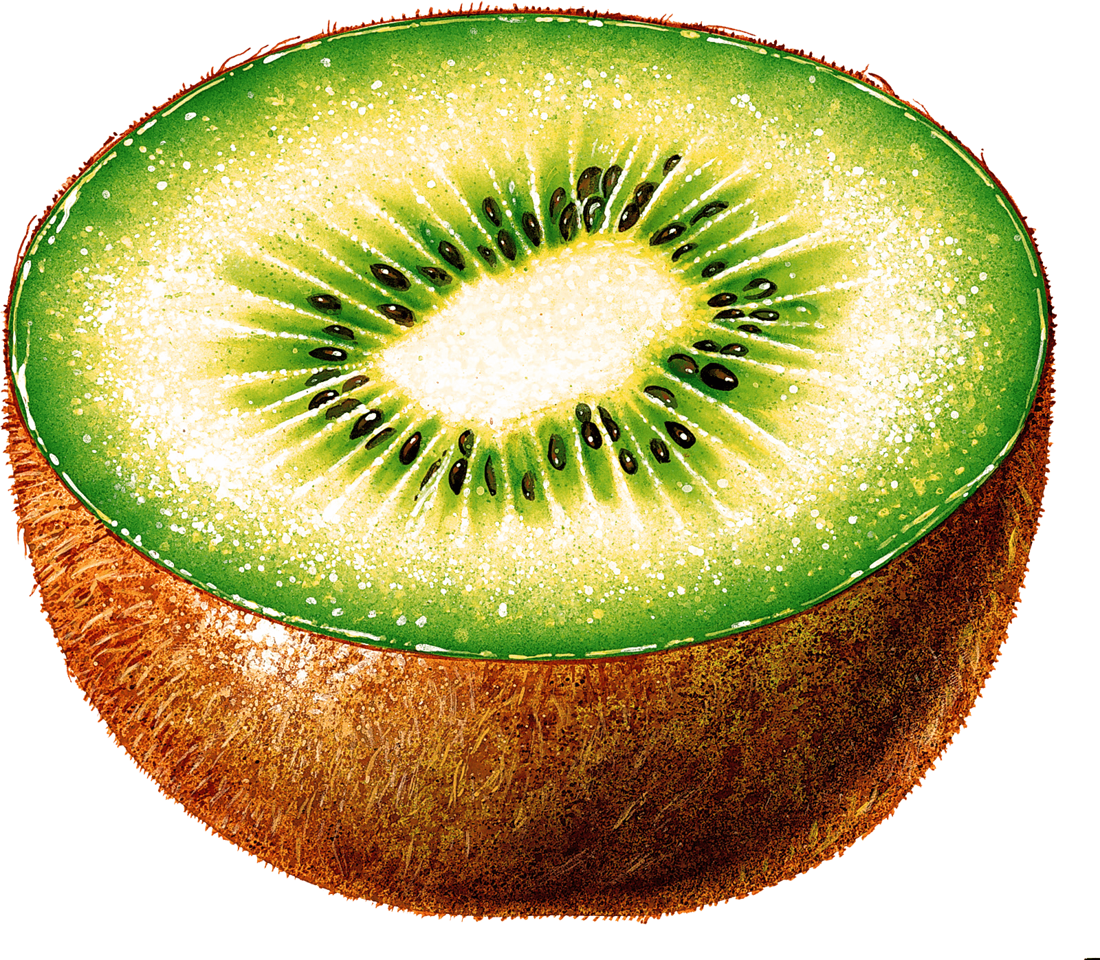 Kiwi Png Image Fruit Kiwi Png Pictures Download Transparent PNG Image