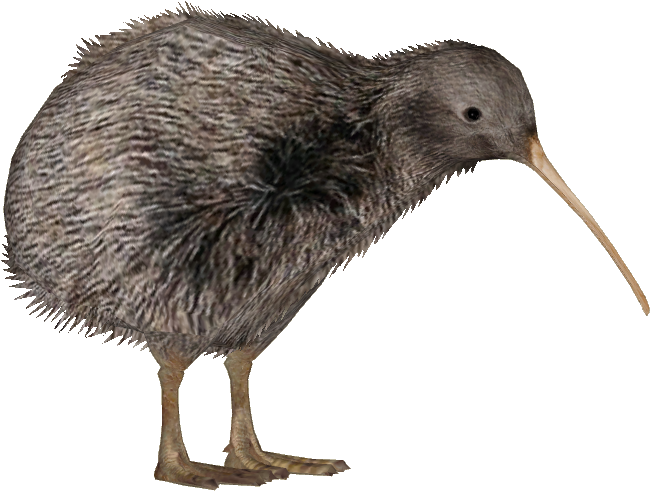 Kiwi Bird Free Download PNG HQ Transparent PNG Image