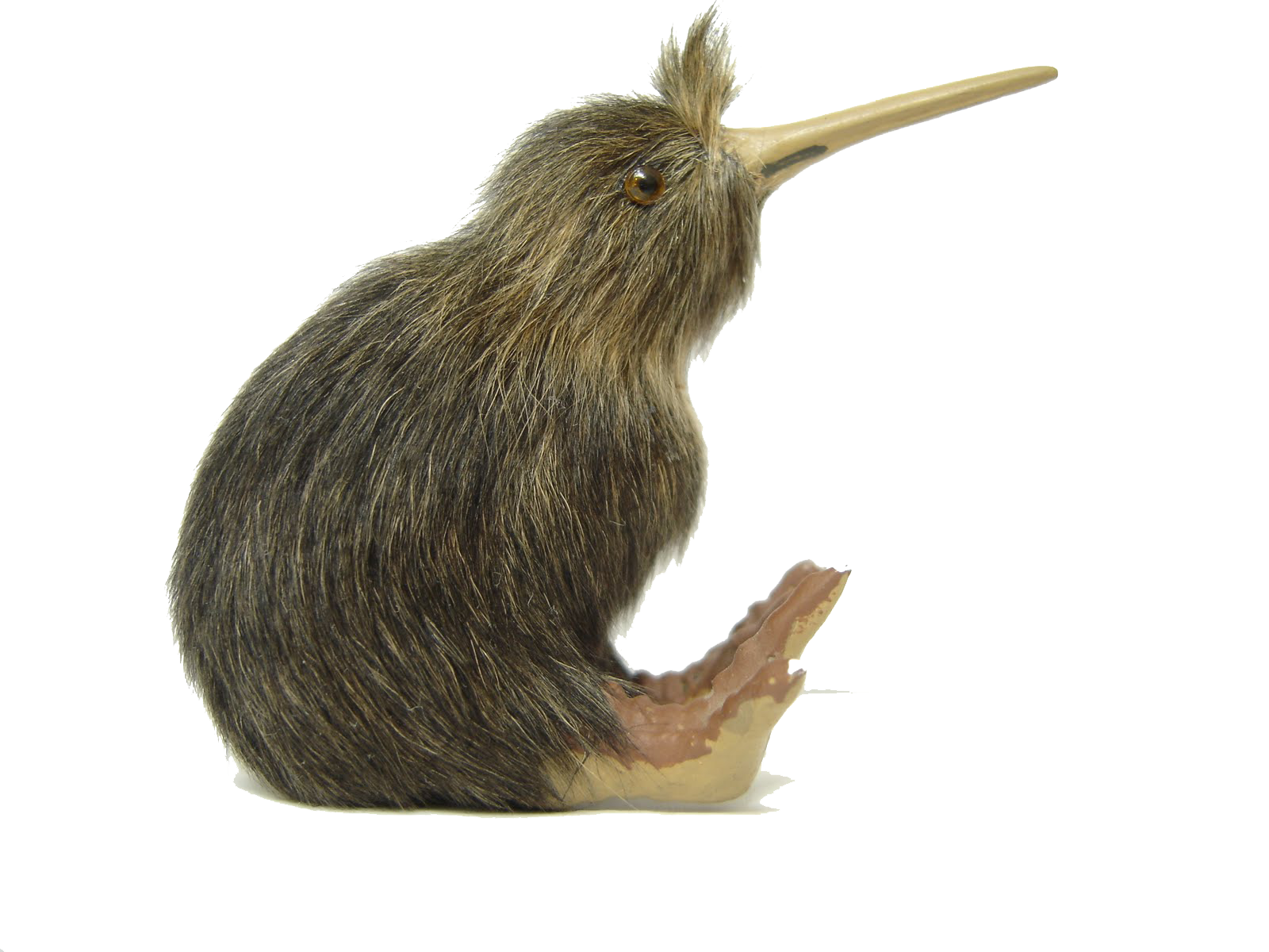 Kiwi Bird Download Free Image Transparent PNG Image