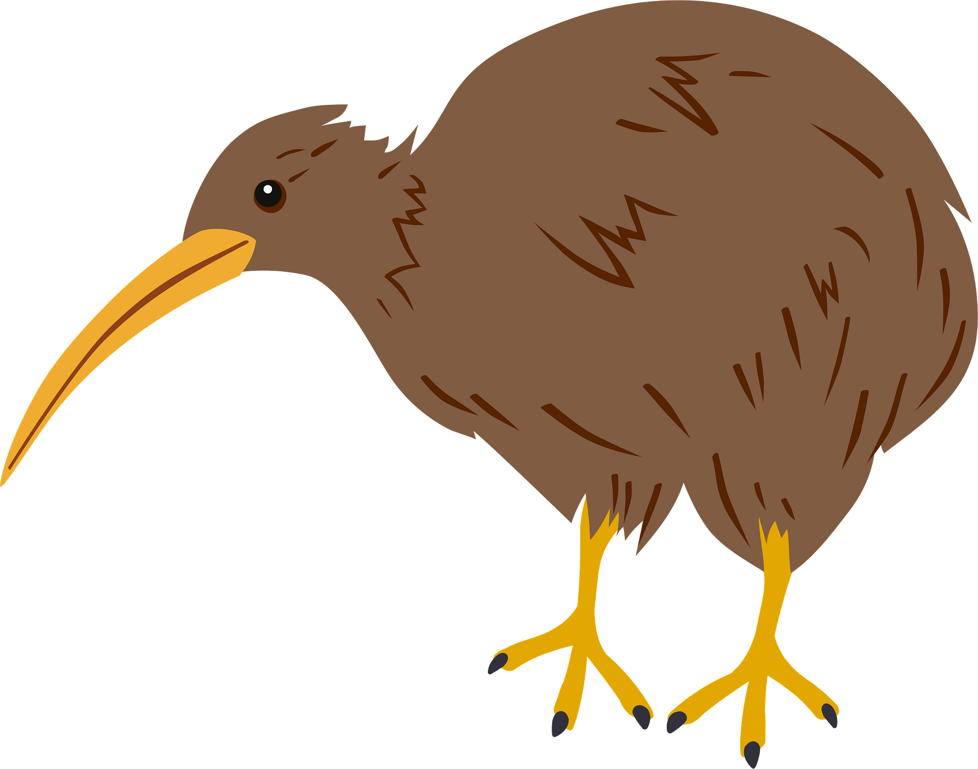 Wild Kiwi Bird Free Photo Transparent PNG Image