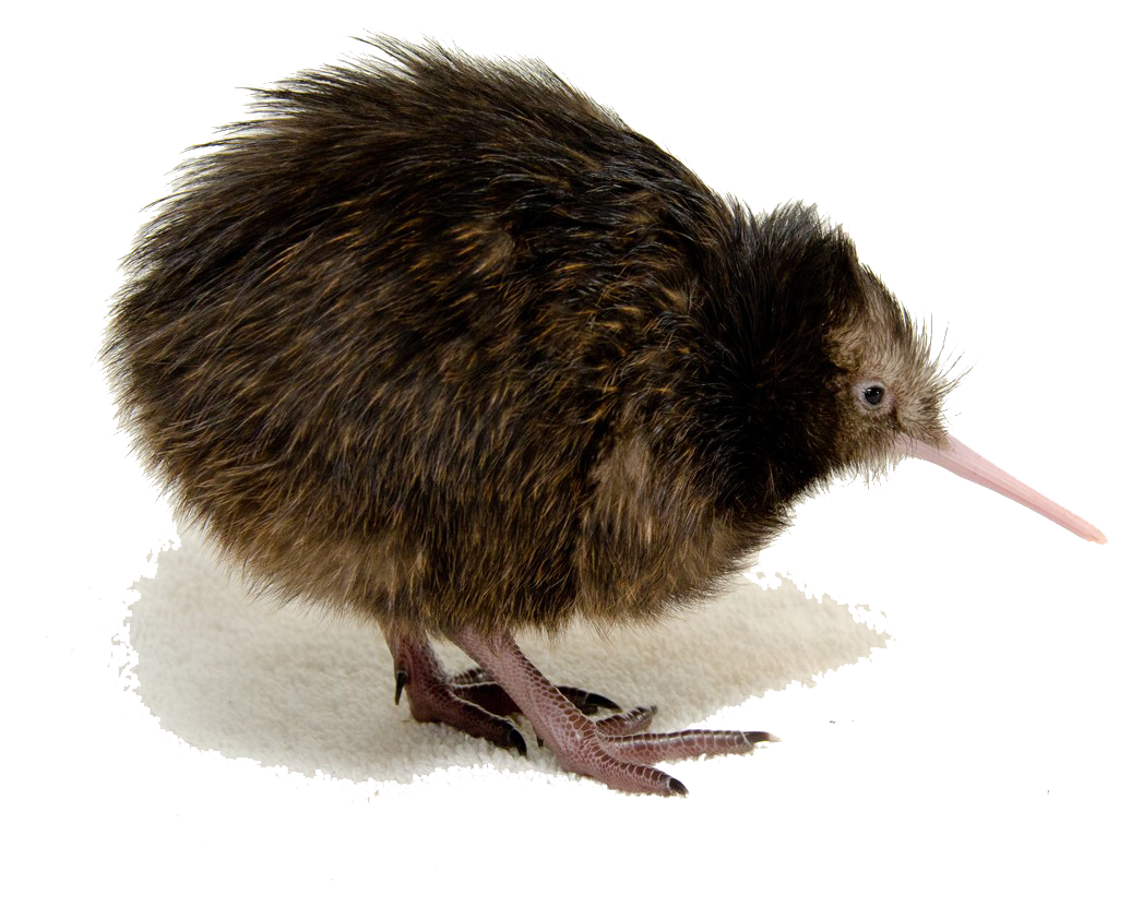 Kiwi Bird Clipart Transparent PNG Image