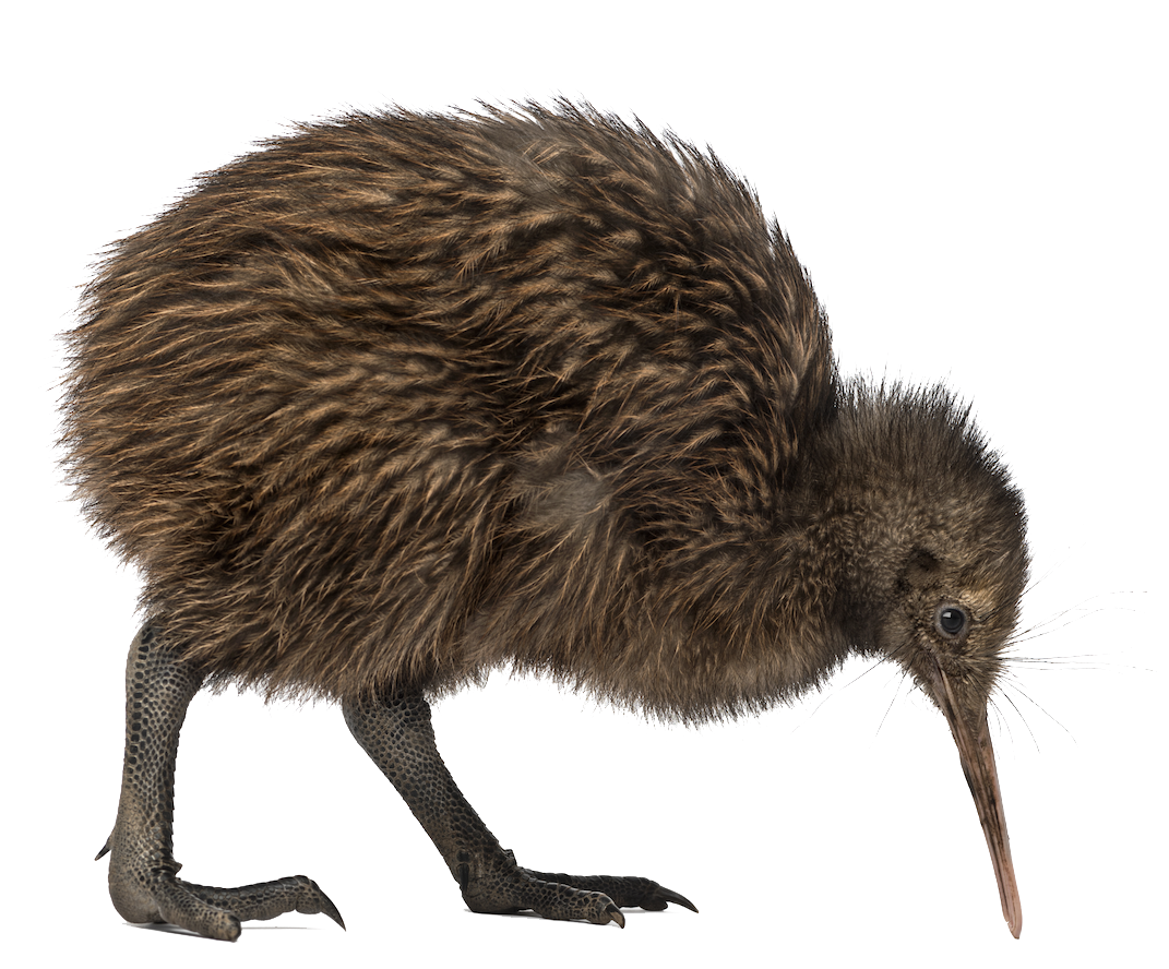 Kiwi Bird Image Transparent PNG Image