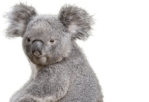 Koala Face Free Download Image Transparent PNG Image