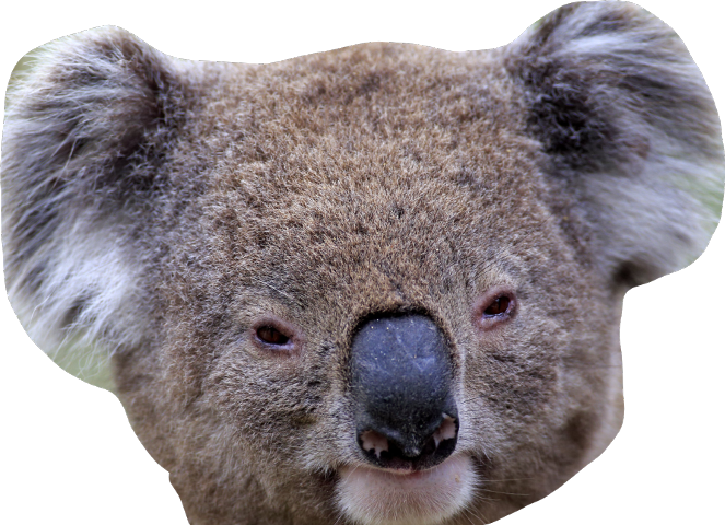 Photos Koala Face Free Download PNG HD Transparent PNG Image