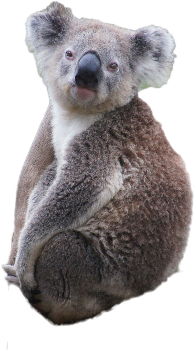 Koala PNG Free Photo Transparent PNG Image