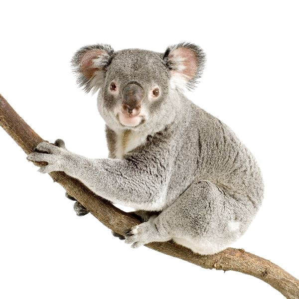 Koala Free Download PNG HQ Transparent PNG Image