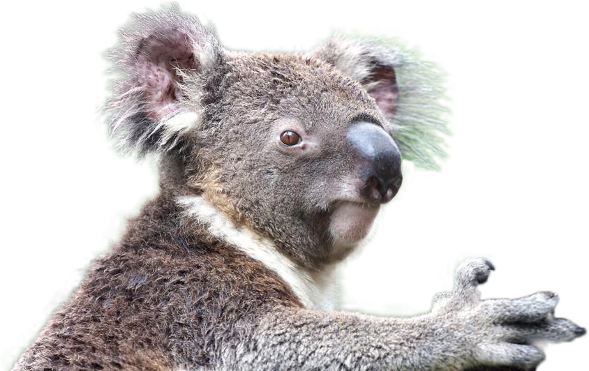 Koala Free Download PNG HD Transparent PNG Image