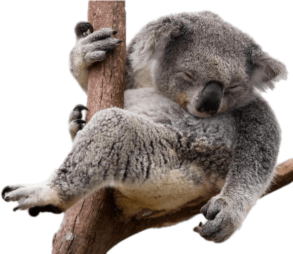 Photos Koala Free Photo Transparent PNG Image