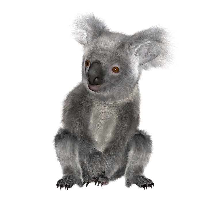 Koala PNG Download Free Transparent PNG Image