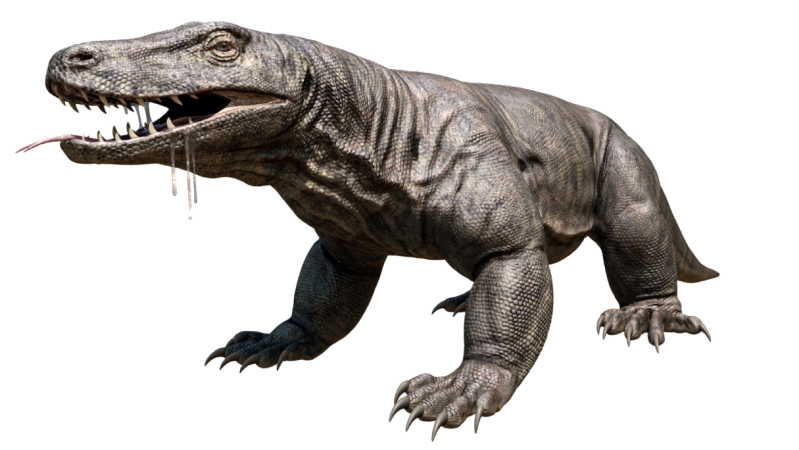 Komodo Dragon Png Hd Transparent PNG Image