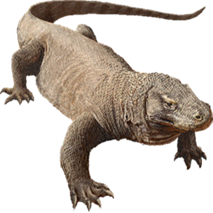 Komodo Dragon Png Image Transparent PNG Image