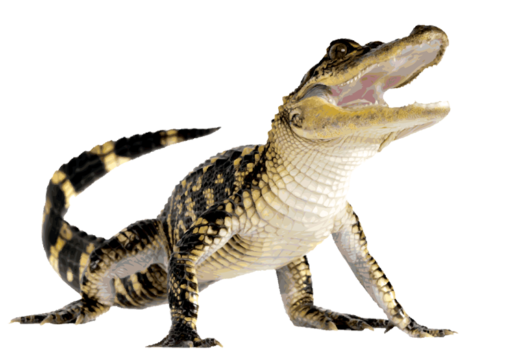 Komodo Dragon Png File Transparent PNG Image