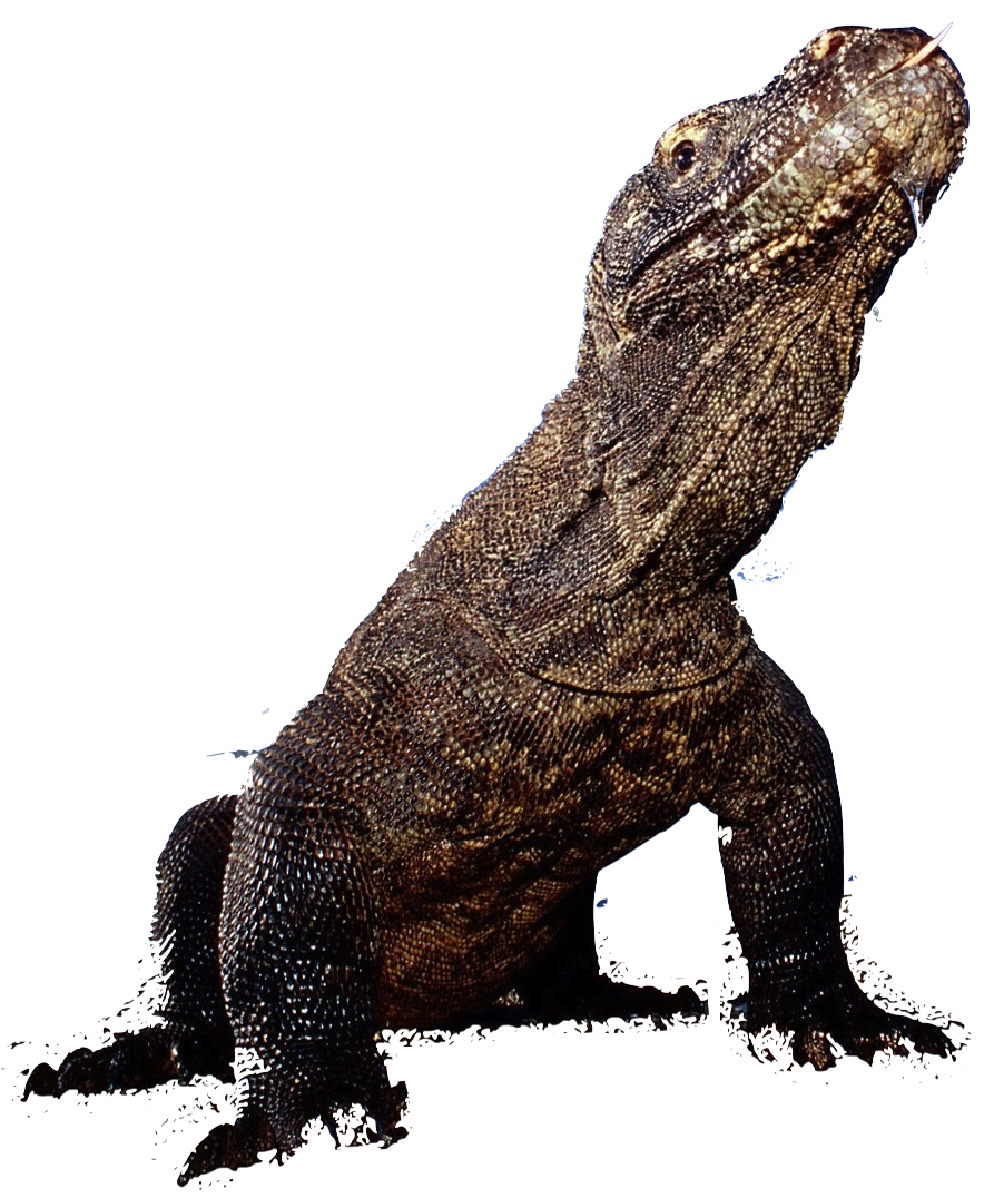 Komodo Dragon Transparent Transparent PNG Image