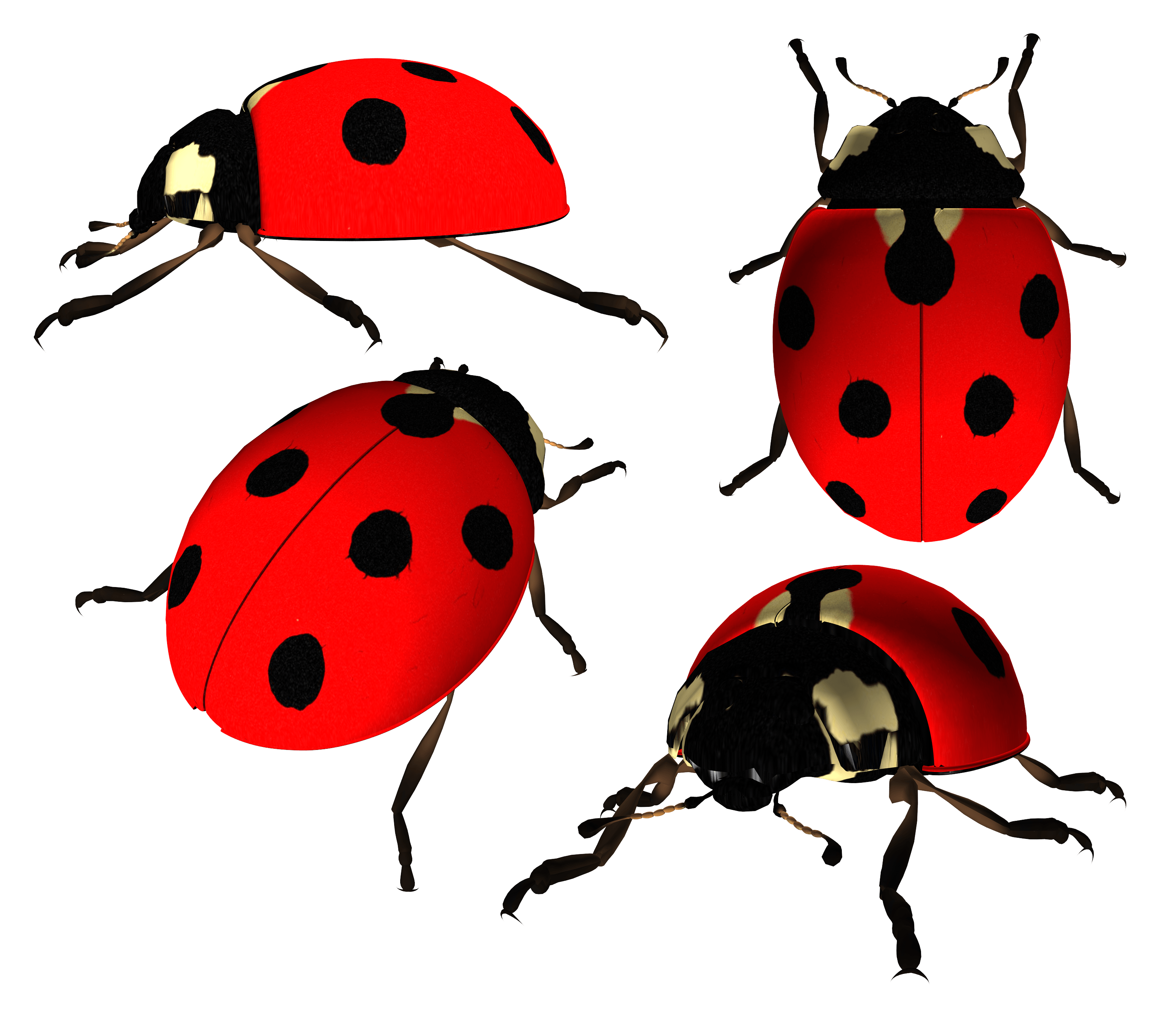 Ladybug Png Image Transparent PNG Image