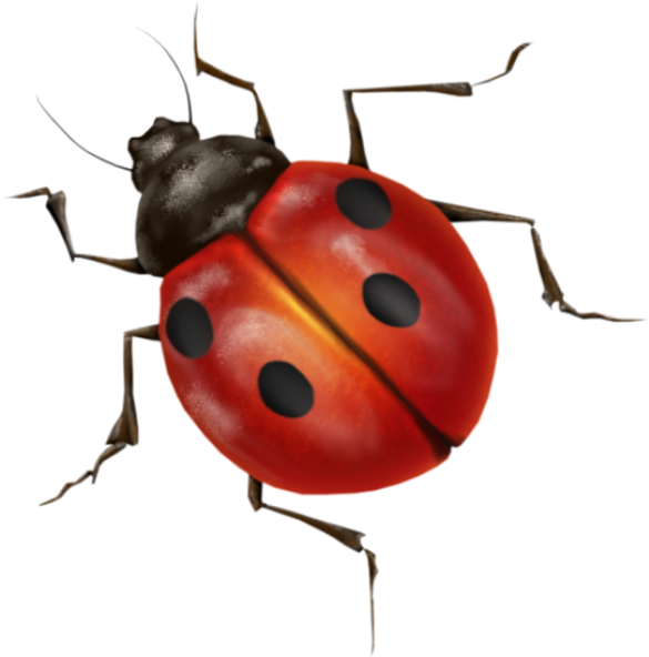 Ladybug Insect Free HD Image Transparent PNG Image