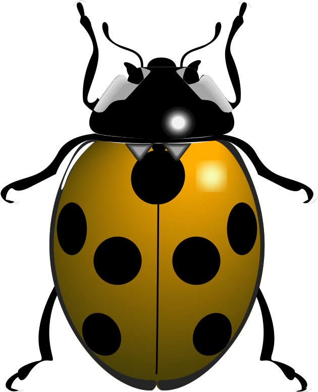 Ladybug Insect Free Download PNG HD Transparent PNG Image