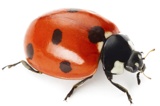 Ladybug Insect Free HD Image Transparent PNG Image