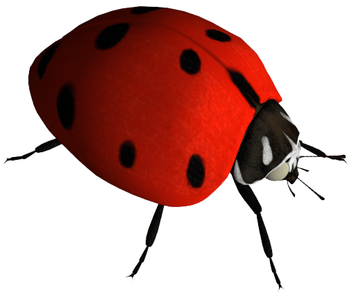 Ladybug Insect Free PNG HQ Transparent PNG Image