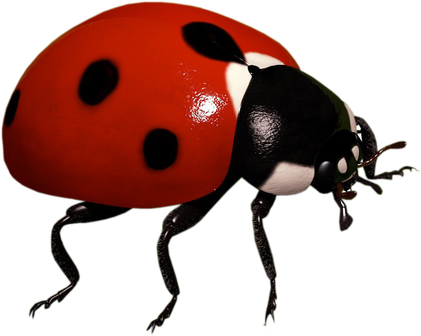 Ladybug Insect Pic Free Download PNG HQ Transparent PNG Image