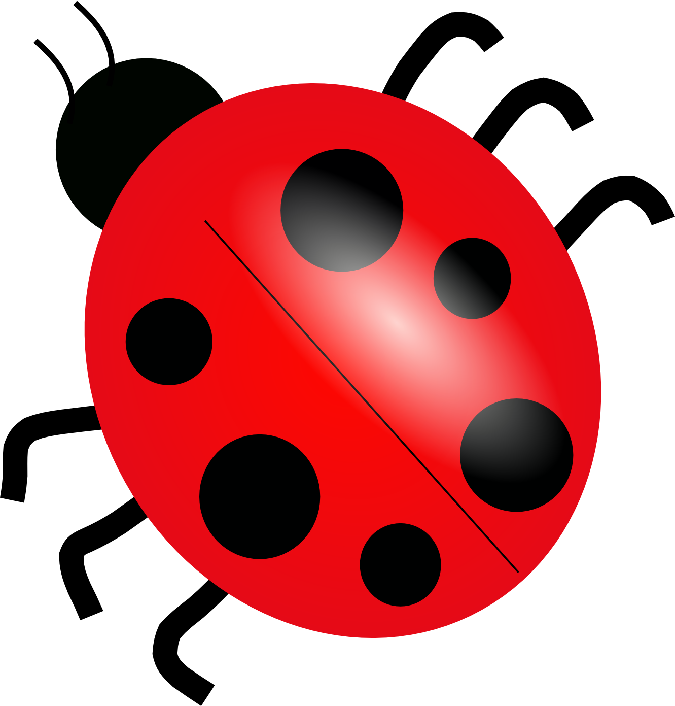 Ladybug Insect Free HD Image Transparent PNG Image