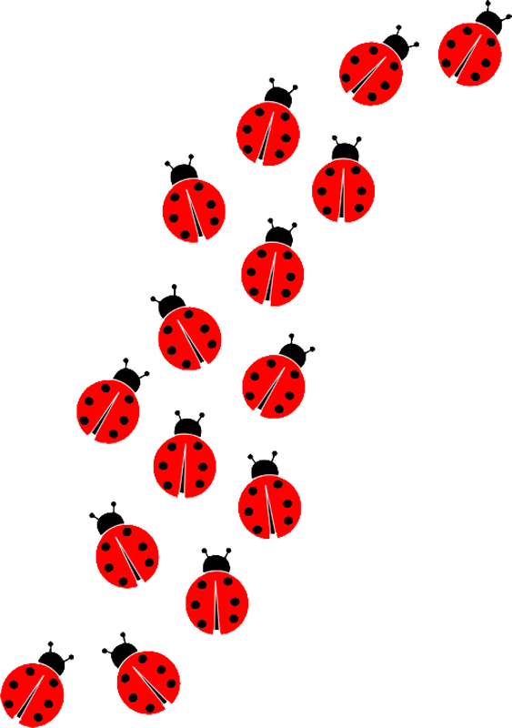 Ladybug Insect PNG Image High Quality Transparent PNG Image