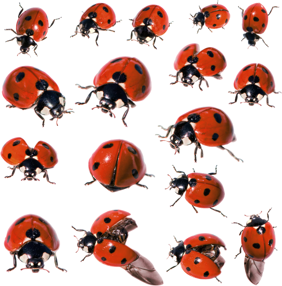 Ladybug Insect PNG Image High Quality Transparent PNG Image