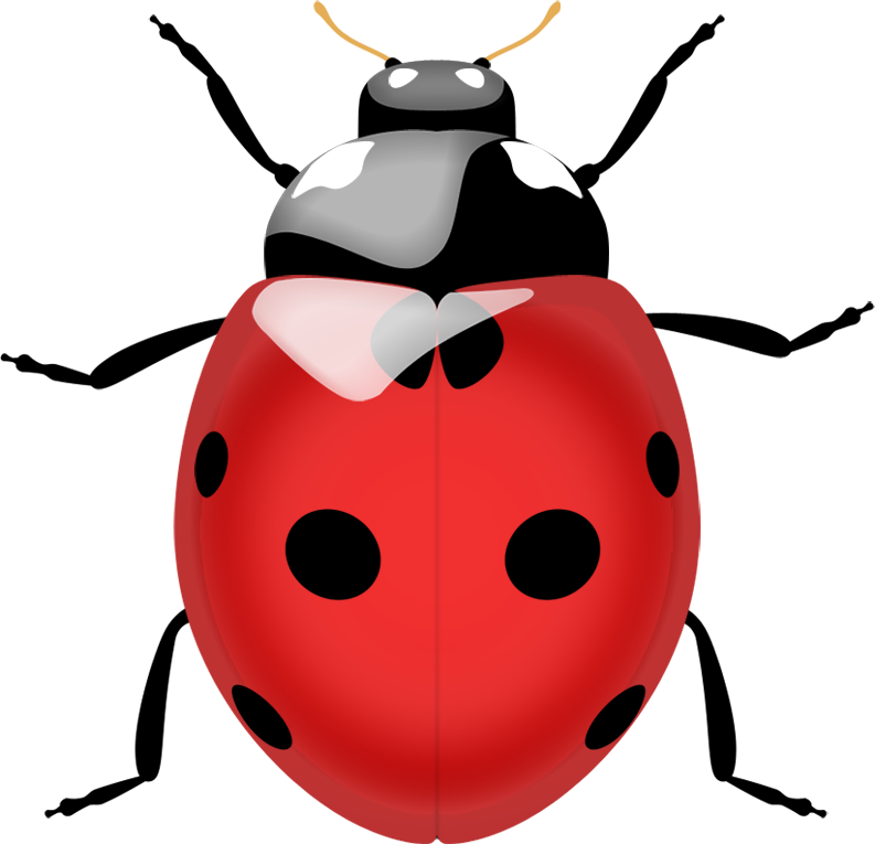 Ladybug Insect Red Free Clipart HQ Transparent PNG Image